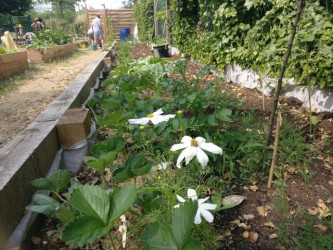 Jardin Partagé Felicie Hervieu - Association Ma Ville En Vert 92 - juin 2023