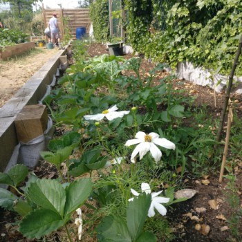 Jardin Partagé Felicie Hervieu - Association Ma Ville En Vert 92 - juin 2023