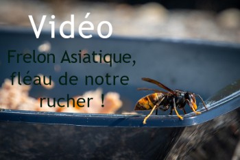 Découvrez le système de lutte contre le frelon asiatique de notre association